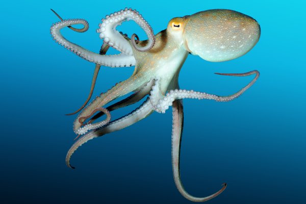 Kraken darkmarket